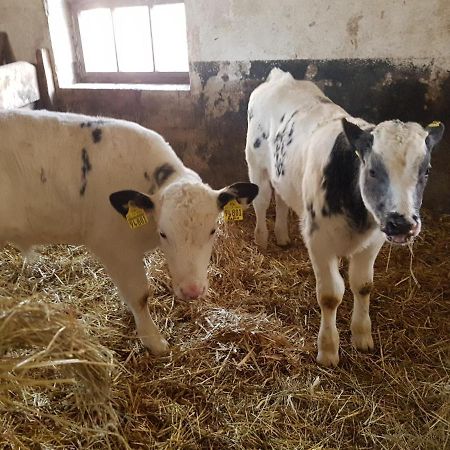 Ferienwohnung Mit Bauernhofflair Löbau Zewnętrze zdjęcie