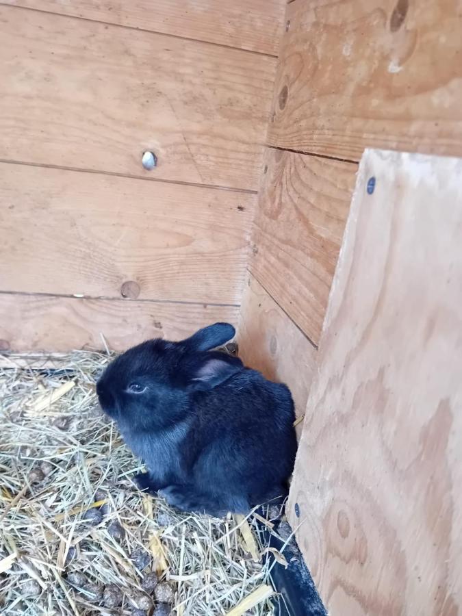 Ferienwohnung Mit Bauernhofflair Löbau Zewnętrze zdjęcie